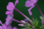 Fall phlox